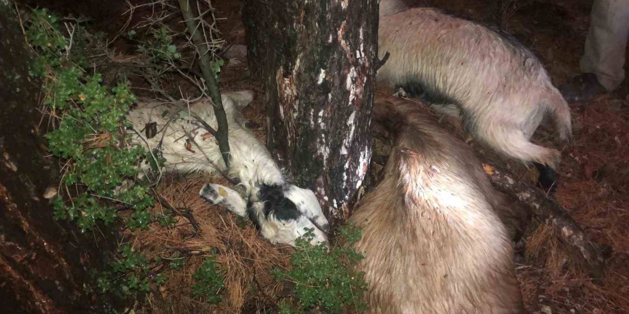 Yıldırım 3 Küçükbaş Hayvanı Telef Etti