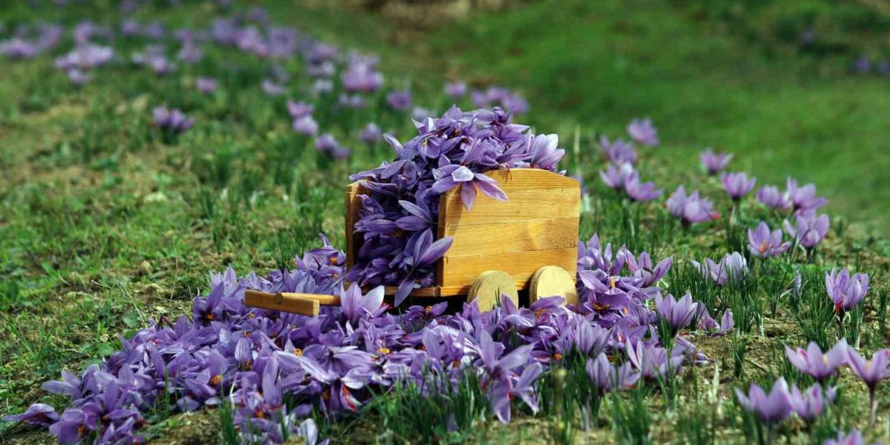 Kilosu 250 Bin Liradan Satılan Safranda Rekolte Düşük Bekleniyor