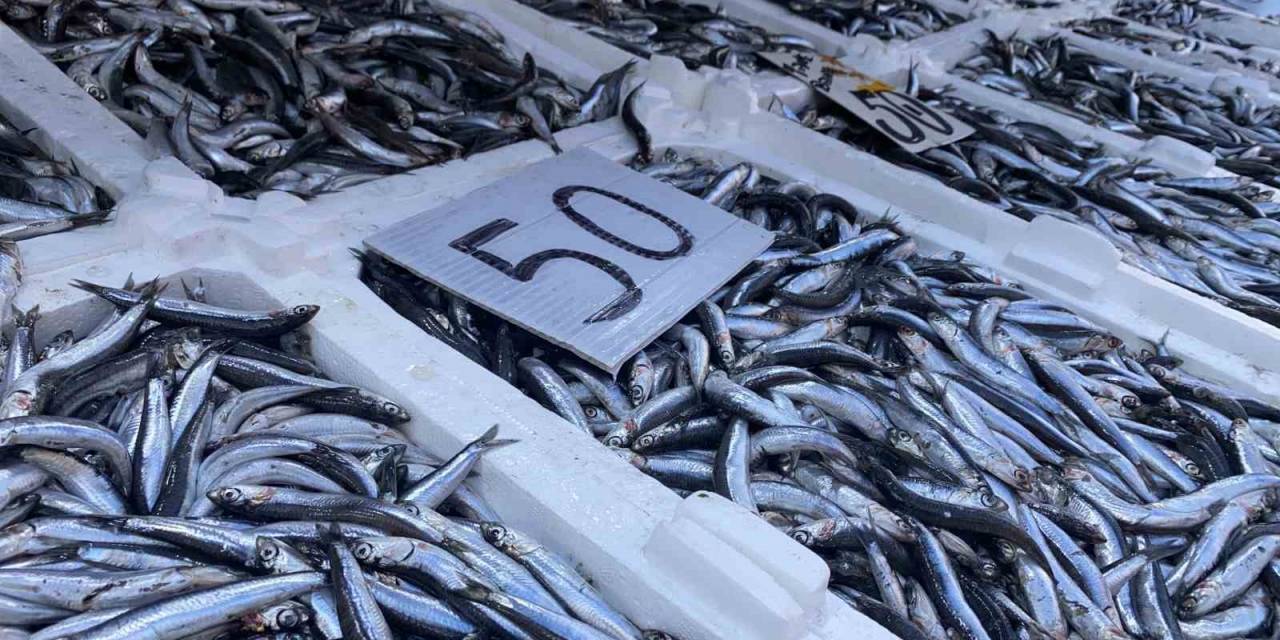 Yerli Hamsi Düşüşe Geçti, Vatandaş Yoğun İlgi Gösterdi
