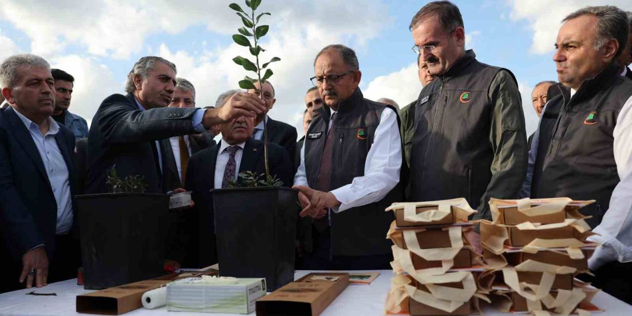 Bakan Özhaseki, Ahlat Ve Alıç Ağaçlarına Aşılama Yaptı