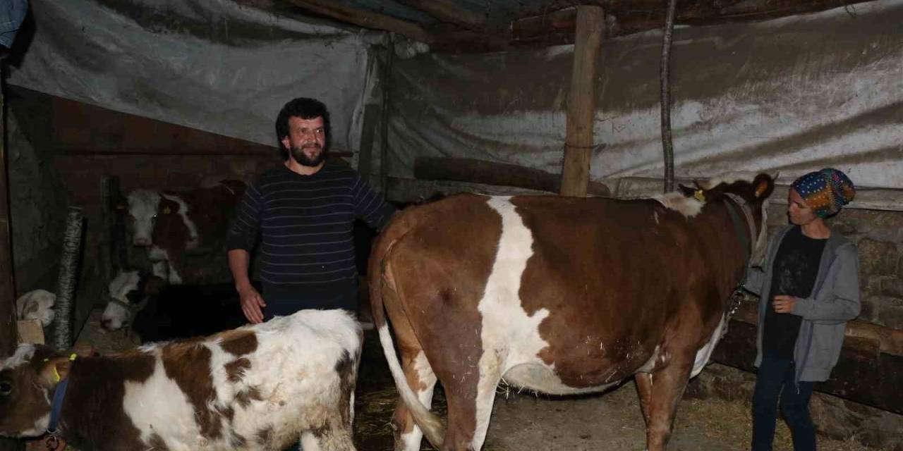 Başkası Üzerine Görünen İnekler İçin Soruşturma Başlatıldı