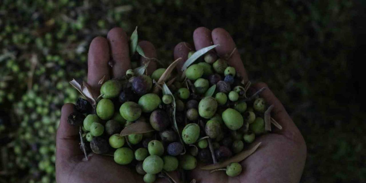 Yemeklerin Vazgeçilmezi Zeytinyağı, Fabrikada 210 Tl’den Alıcı Buluyor