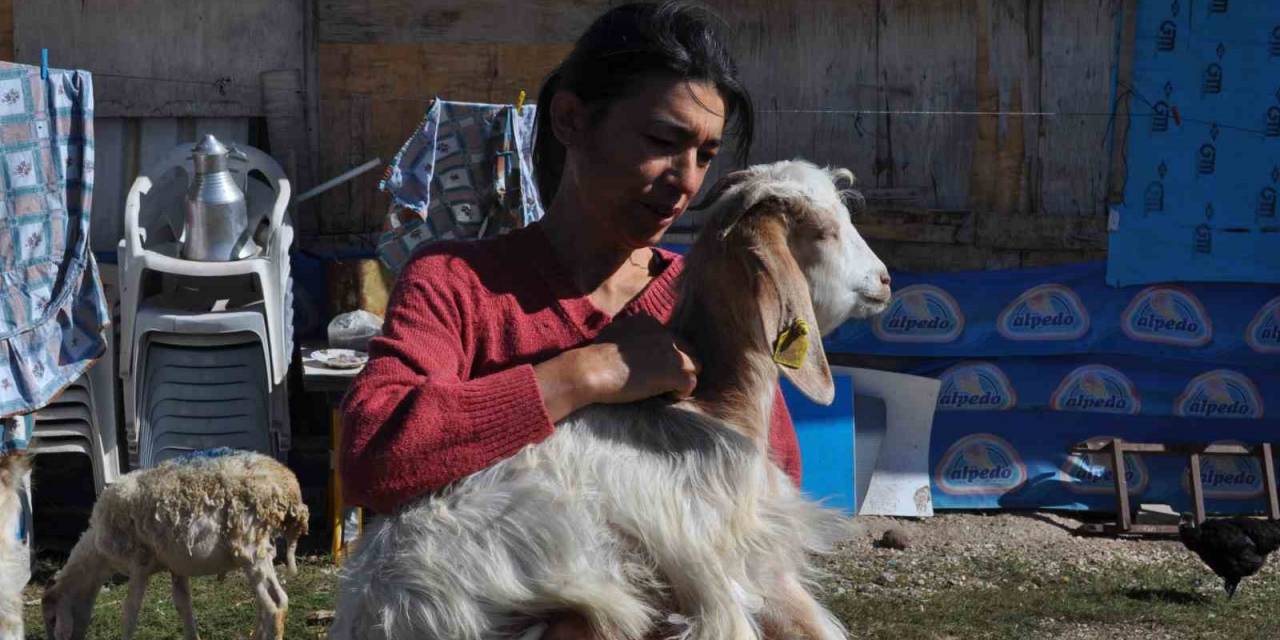 Anne Şefkatiyle 60 Adet Hayvanla Kendi Başına İlgileniyor