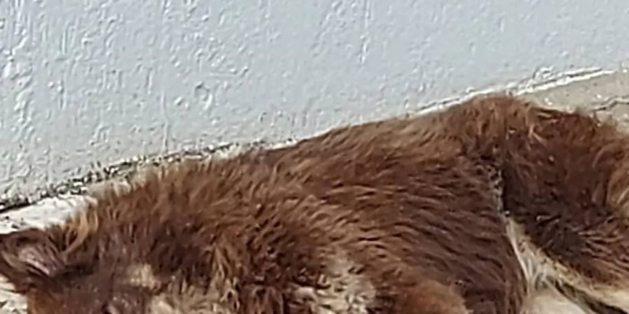 Bodrum’da Köpekleri Zehirlediler