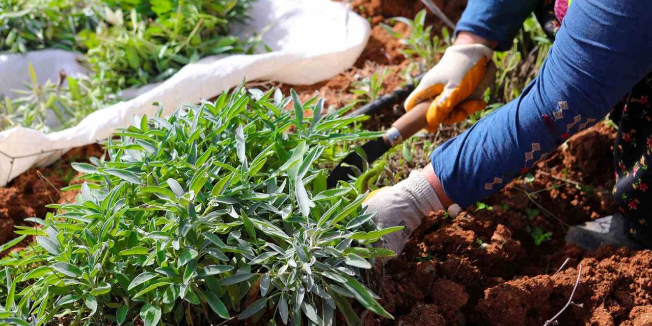 Botanik Vadi’de Yılın İkinci Adaçayı Hasadı Yapıldı