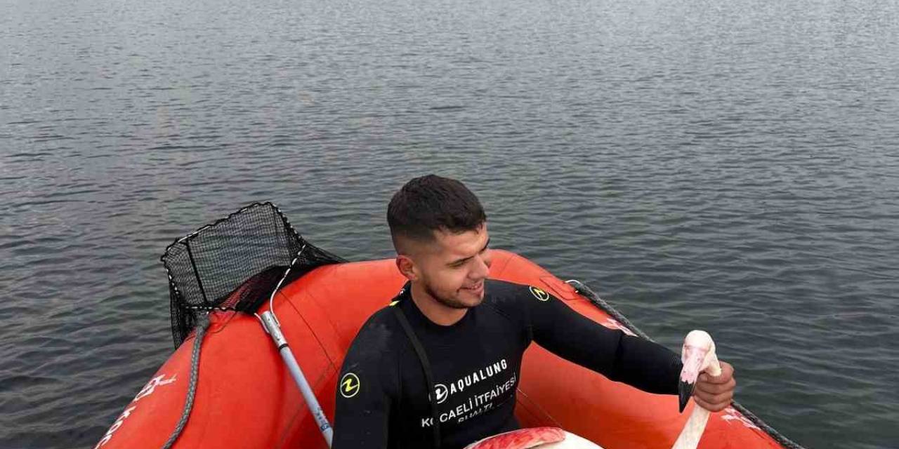 İzmit Körfezi’nde Mahsur Kalan Yaralı Flamingoyu Kocaeli İtfaiyesi Kurtardı