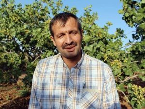 Terör Olayları Siirt’ten Çin’e Fıstık İhracatını Etkiledi