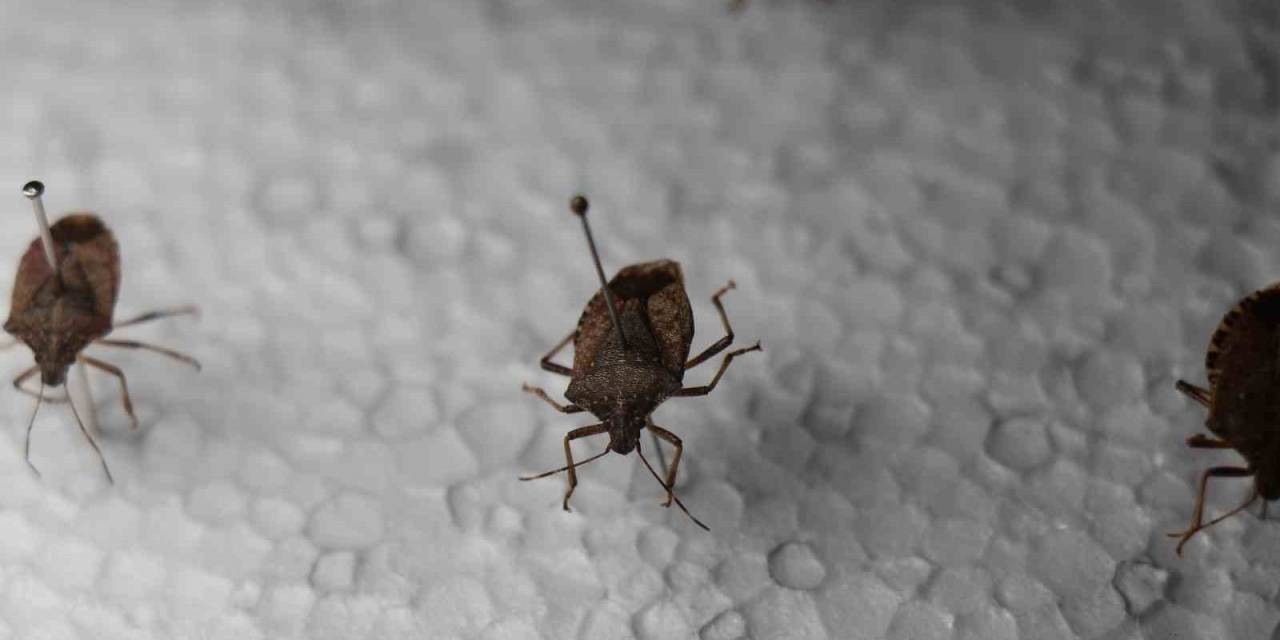 2 Santimlik Boyuyla Tarım Ekonomisini Tehdit Ediyor