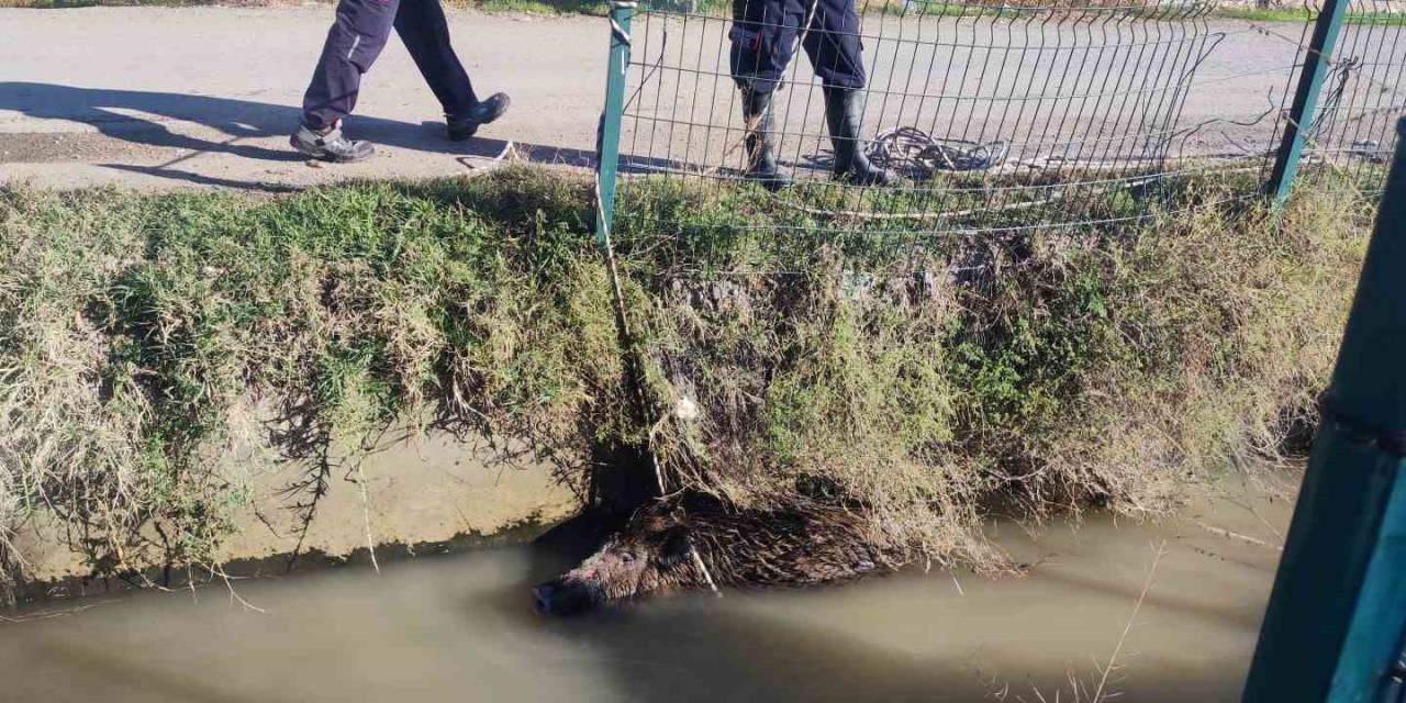 Sulama Kanalına Düşen Yaban Domuzu Mahalleliyi Ayağa Kaldırdı