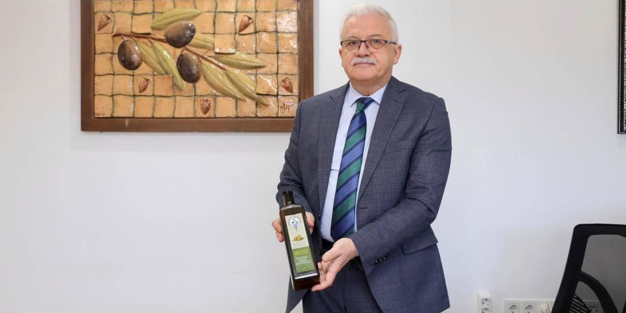 Zeytinin Başkenti Burhaniye’de Hasat Zamanı