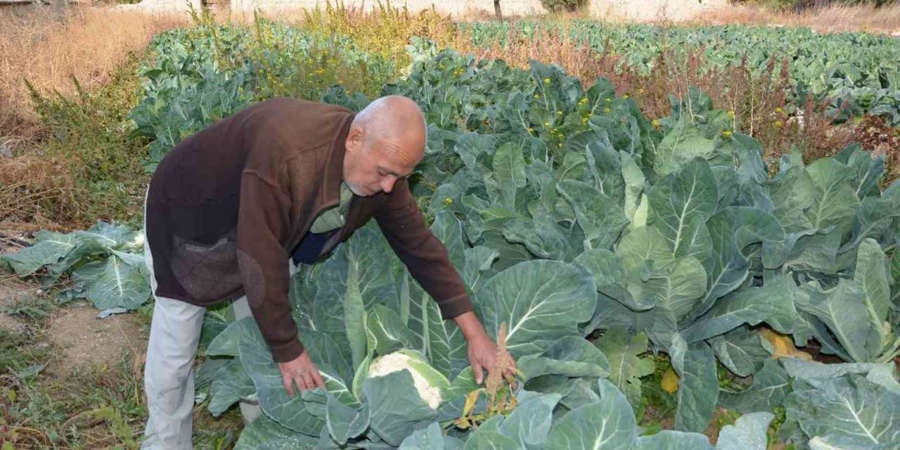 Deneme Amaçlı Karnabahar Dikti, Şimdi Siparişlere Yetişemiyor