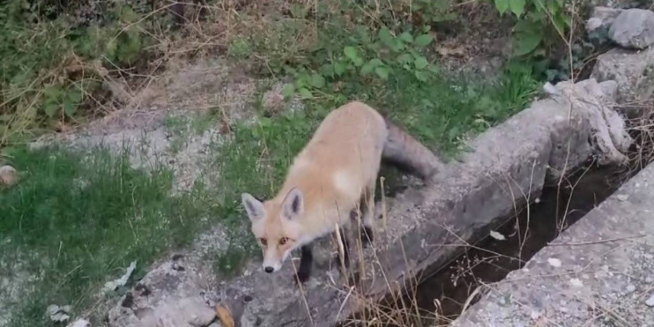 Tilki İlçeyi Mesken Tuttu