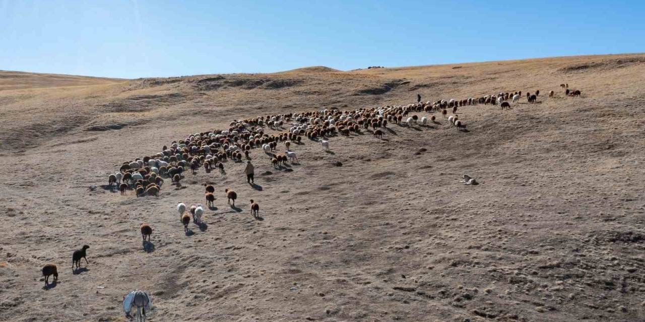 Küçükbaş Hayvan Üreticilerine Kredi Desteği