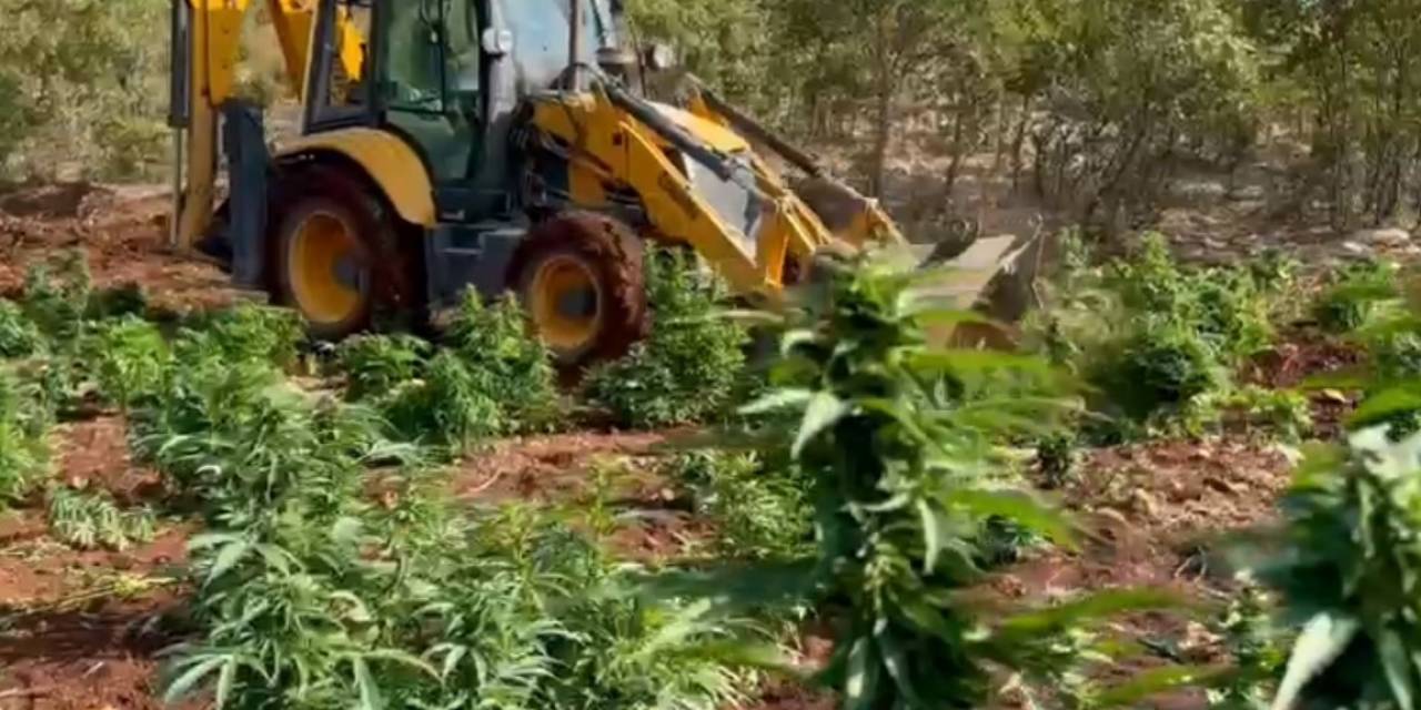 Diyarbakır’da 403 Kilo Esrar Ve 423 Bin Esrar Bitkisi Ele Geçirildi