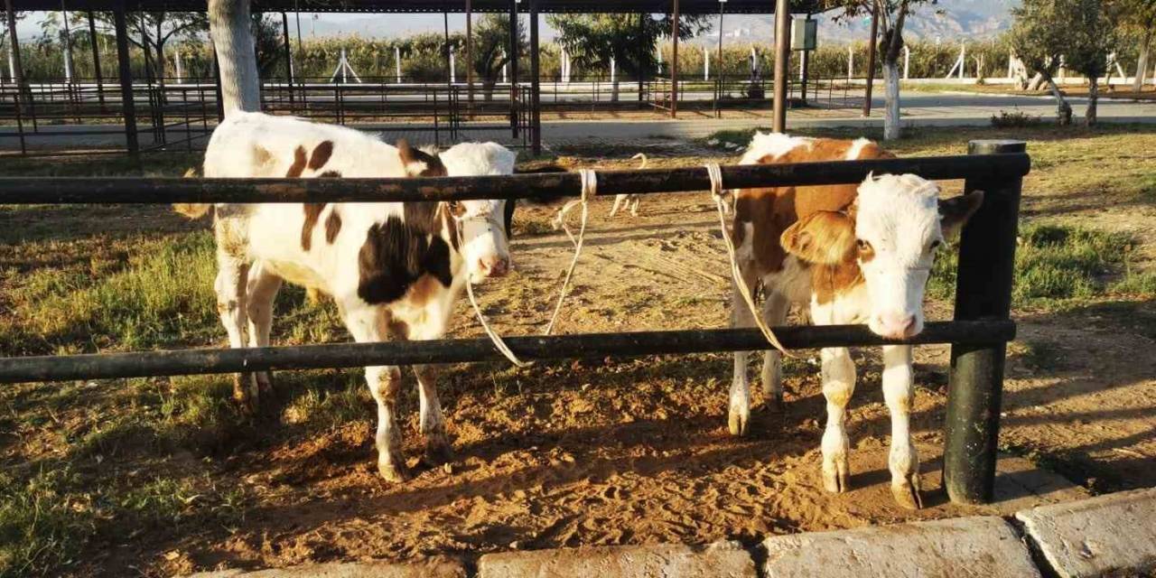 Böyle Unutkanlık Görülmedi