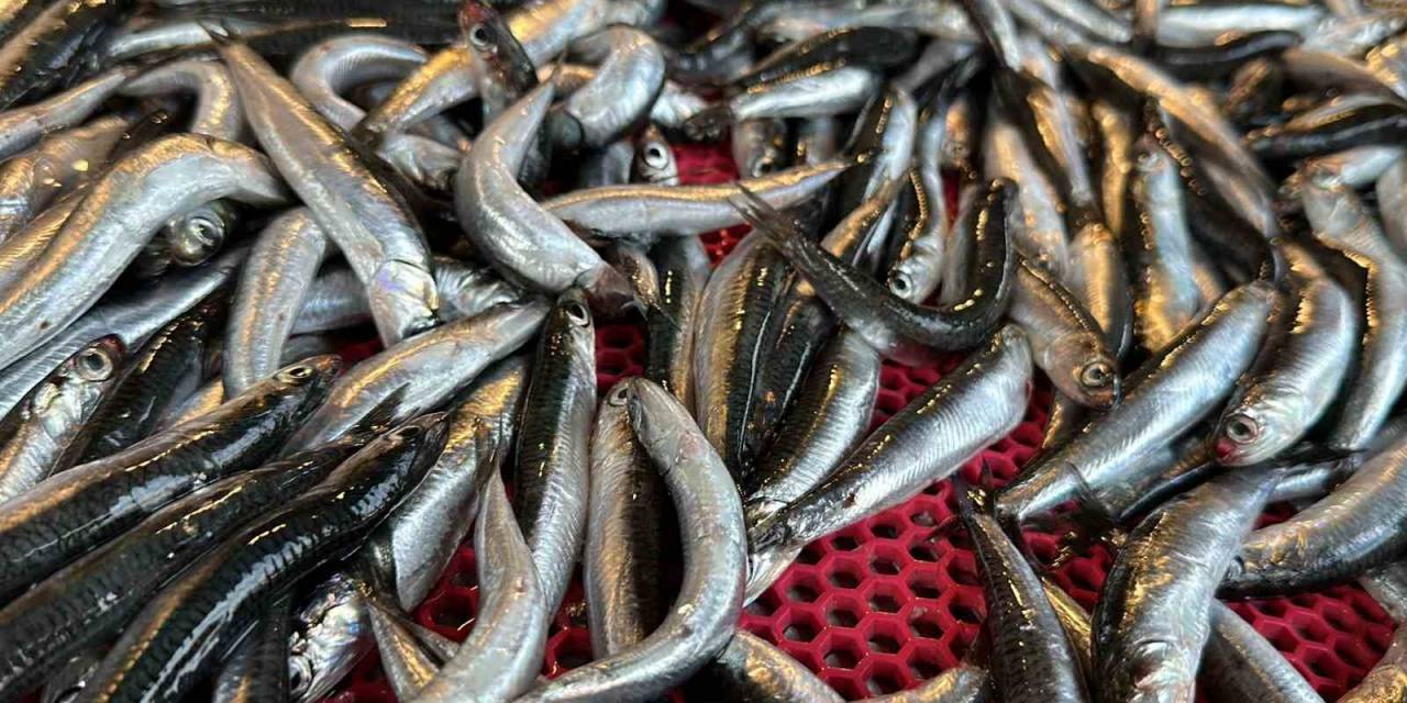 Sıcak Hava Karadeniz’de Balığı Etkiledi