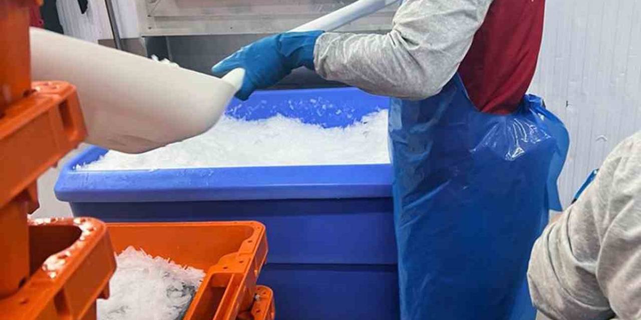 Roman Vatandaşlar İstihdama Kazandırılıyor