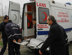 Sahilde Ölü Yunus Balığı Bulundu