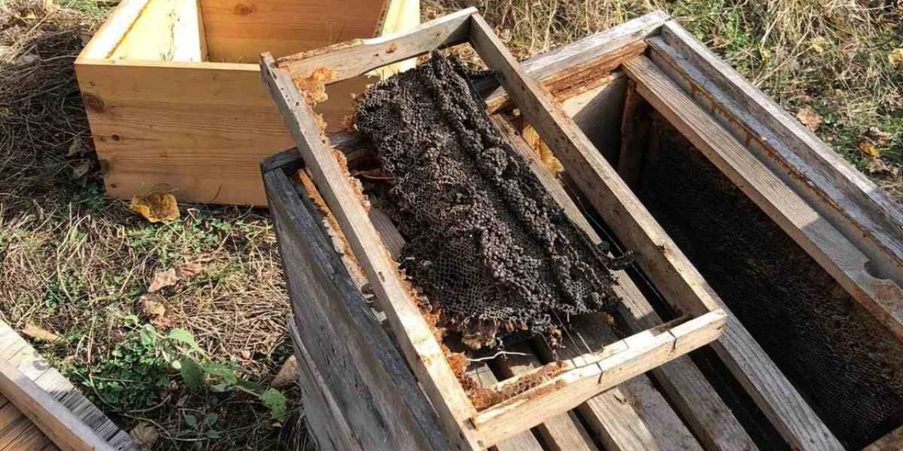 Kastamonu’da Arılığa Giren Ayı, 10 Kovanı Parçaladı, Binlerce Arıyı Telef Etti