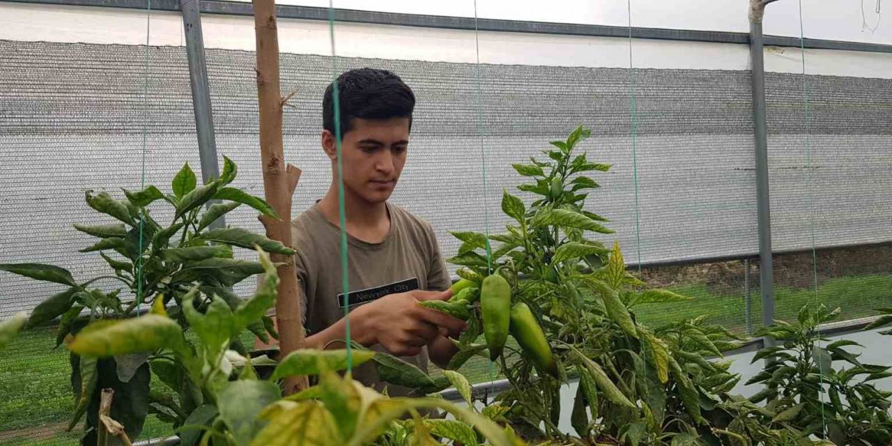 Derecik’te Seracılık Gelişiyor