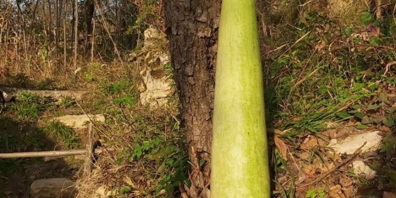 Fatsa’da 90 Santimetrelik Kabak Yetiştirildi