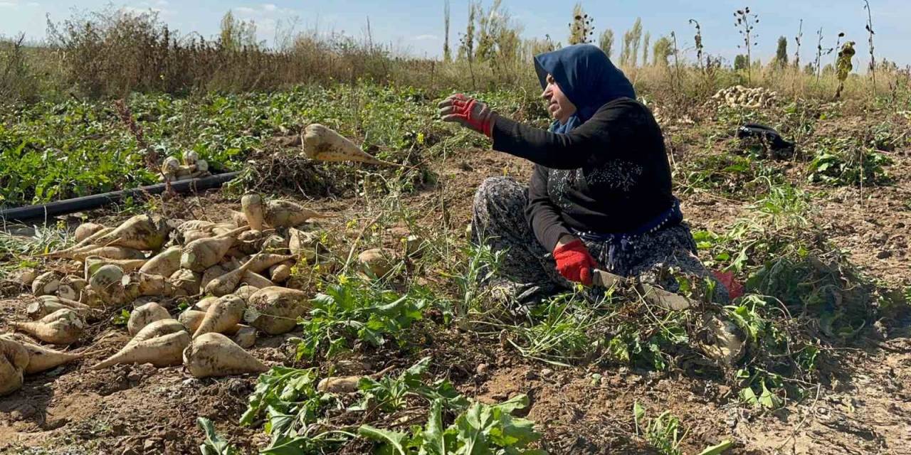 Afyonkarahisar’da Pancar Söküm Sezonu Sürüyor