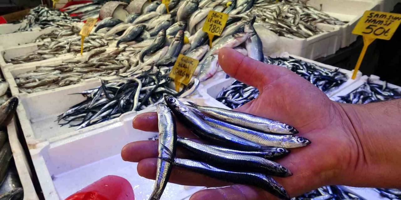 Bollaşan Hamsinin Fiyatı Ucuzladı