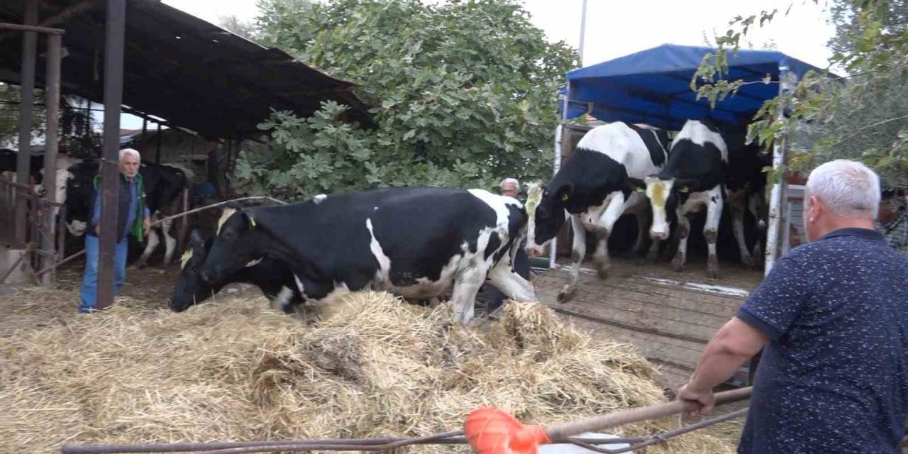 İlk Düveler Hak Sahiplerine Teslim Edildi