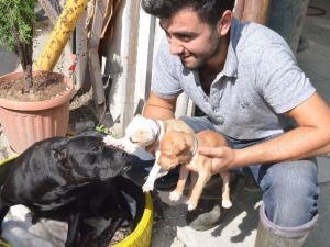 Köpekten İnsanlık Dersi