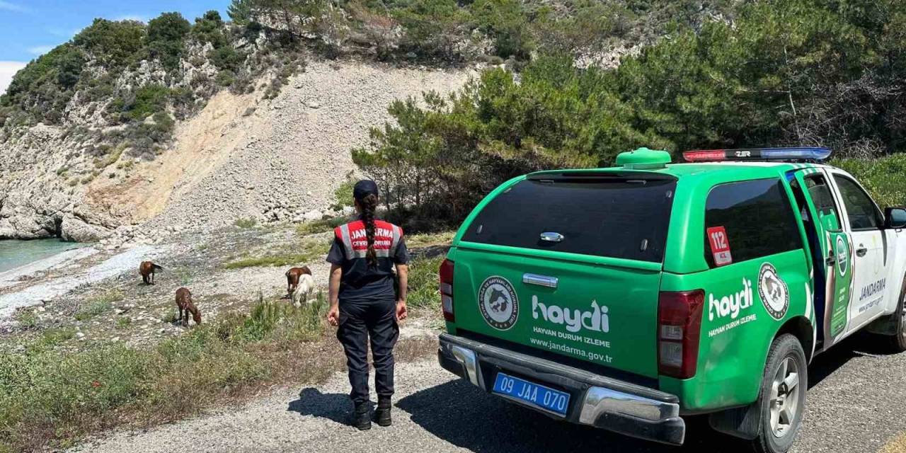 Bu Bitkiyi Koparmanın Cezası 245 Bin Tl