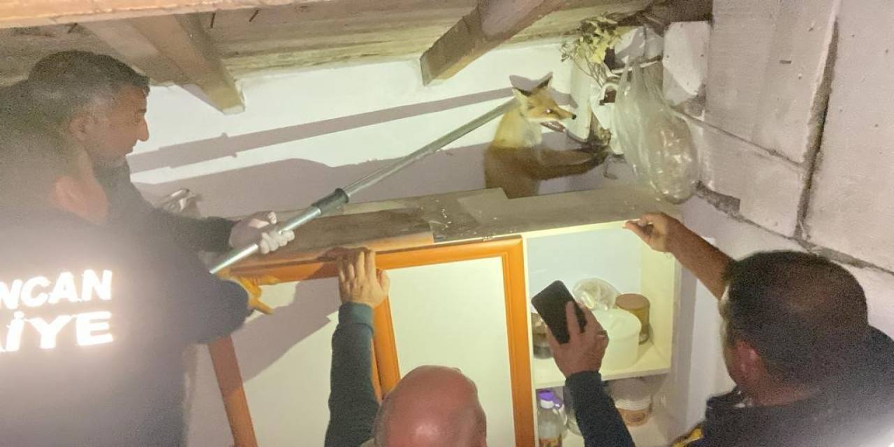 Apartmanın Çatısında Mahsur Kalan Tilkiyi İtfaiye Kurtardı
