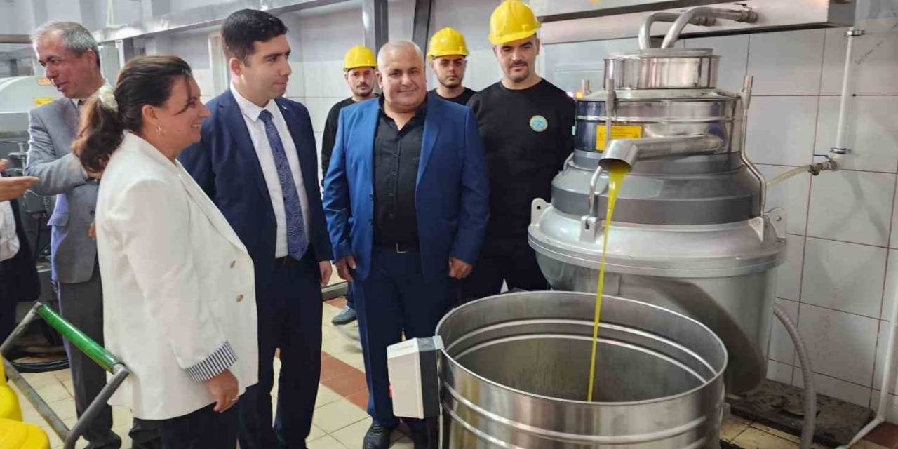 Sezonun İlk Zeytinleri İşlenmeye Başlandı