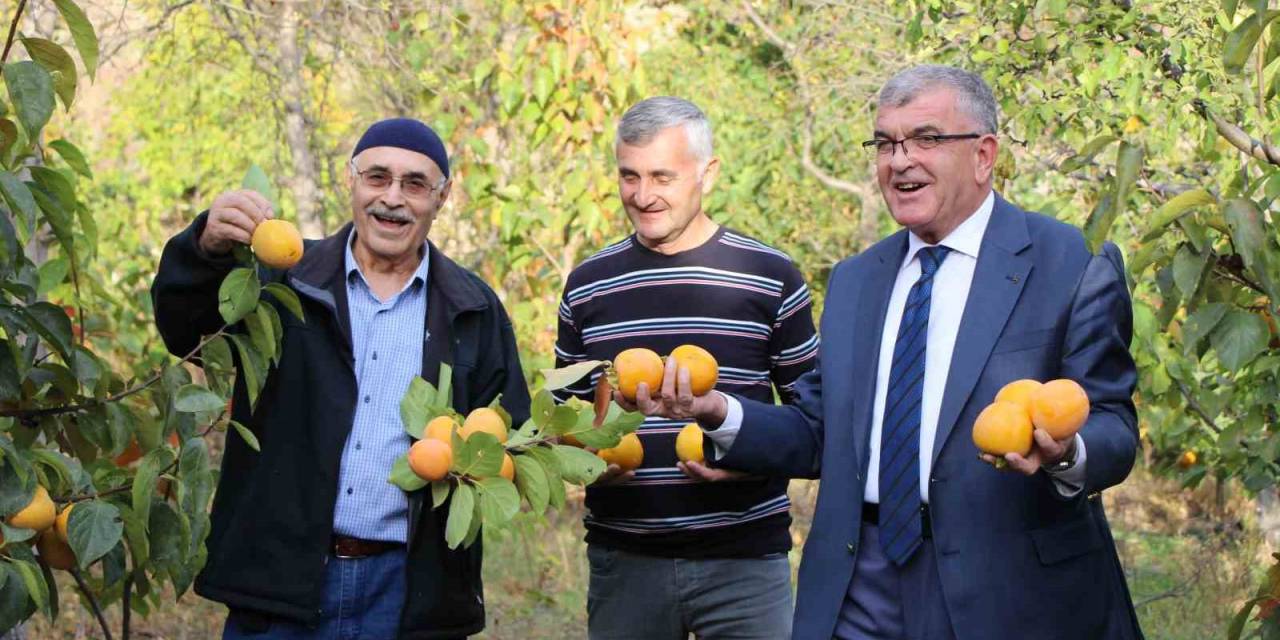 Amasyalıların ‘Sarı Altını’ Cennet Hurması: Toplayıp Çatıya Asıyorlar