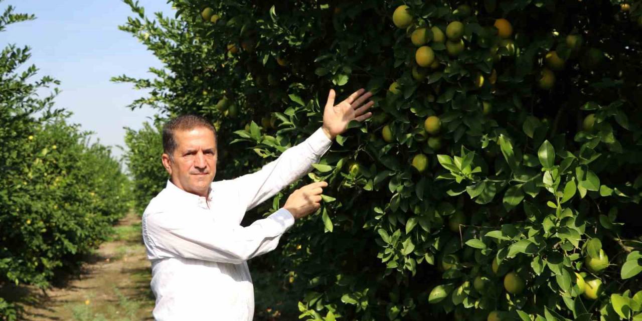 Limon Dalında Kaldı, Üretici Limonata Çözümü Bekliyor