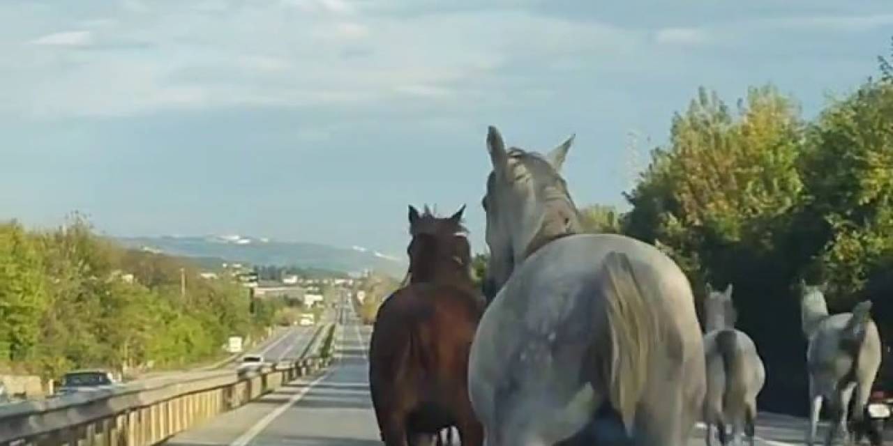 Asfaltı Pist Sanıp Dörtnala Koştular: Görenler Şaşkına Döndü