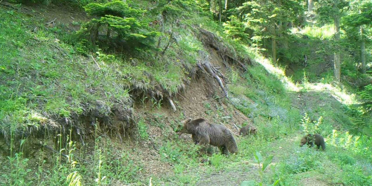 Sürekli Olarak Yerleşim Alanlarına Girmeye Başlayan Ayılarla İlgili Önemli Uyarı