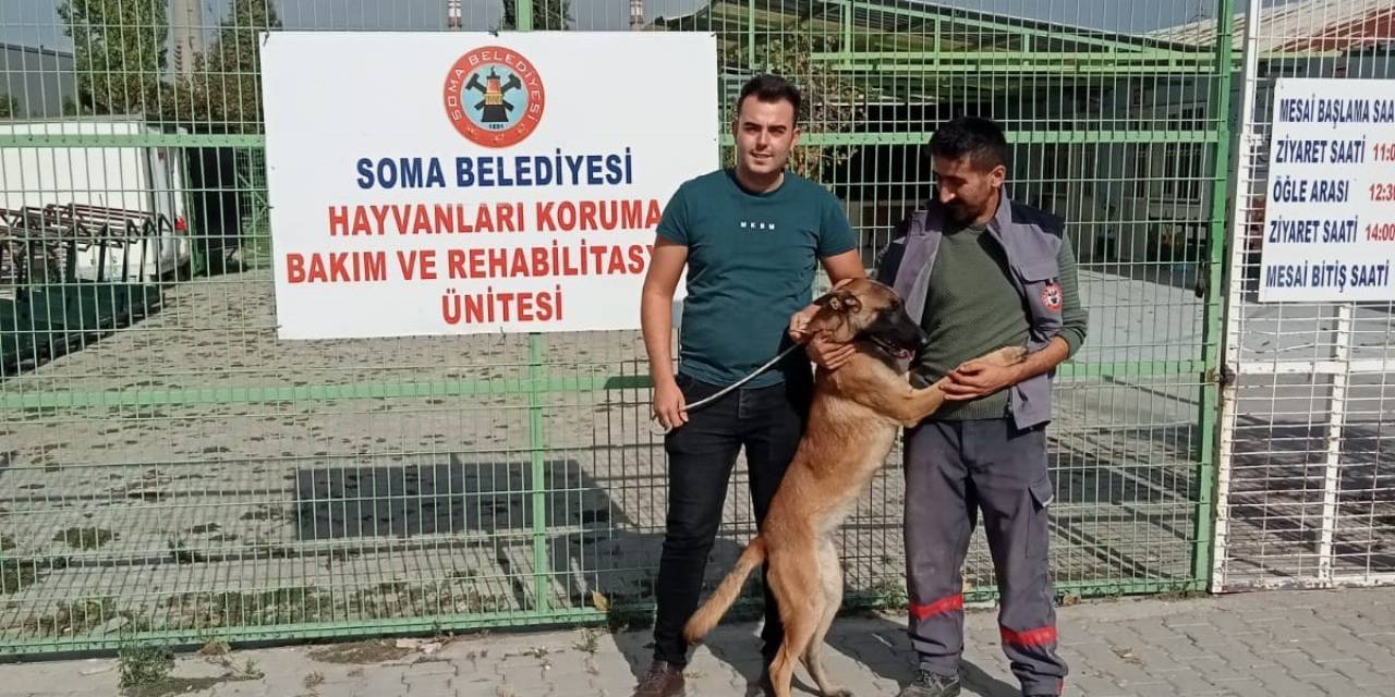 İzmir’de Kaybolan Köpek Soma’da Sokakta Bulundu
