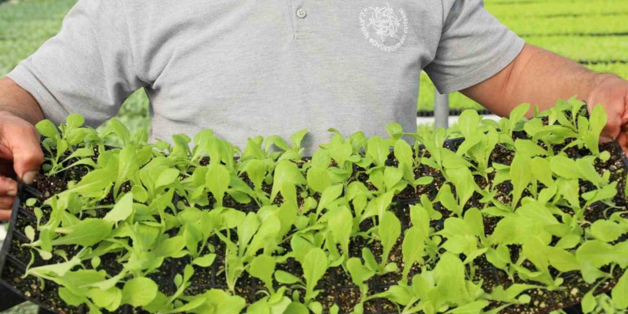 Büyükşehir, Kışlık Fidelerin Dağıtımına Yarın Başlıyor