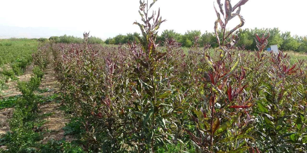 Deprem Bölgesi Malatya’da Meyve Fidanı Üretimi Devem Ediyor