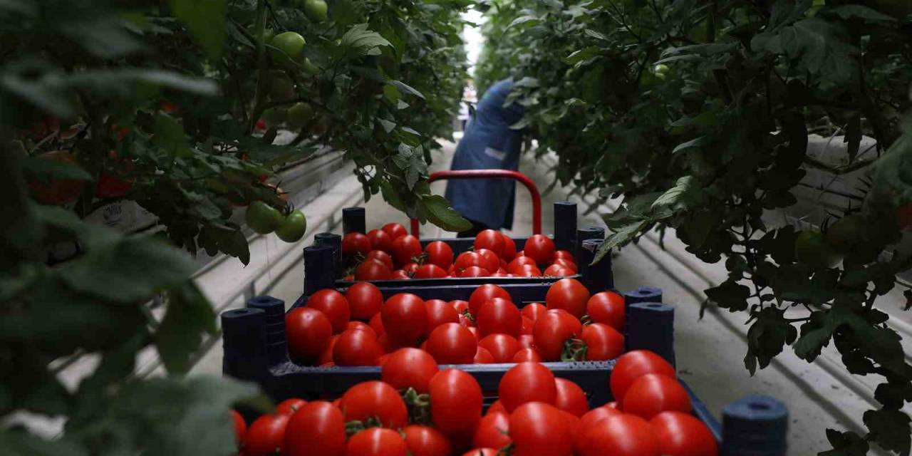 5 Aylık Hasat Döneminde 500 Ton Domatesle Rekor Üretim