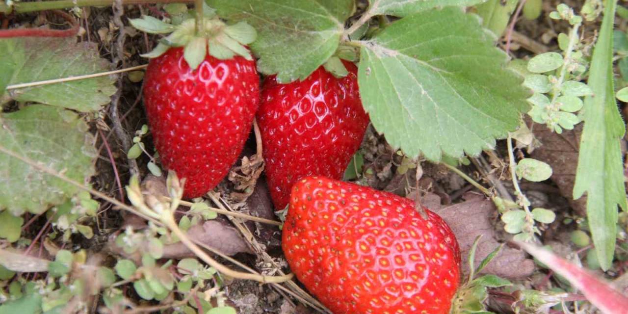 Açık Alanda Son Hasat: Kilosu 50 Liradan Alıcı Buluyor