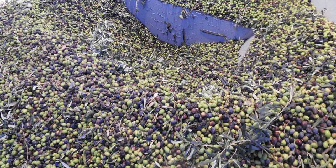 Zeytinde Rekoltenin Düşük Olması Bekleniyor
