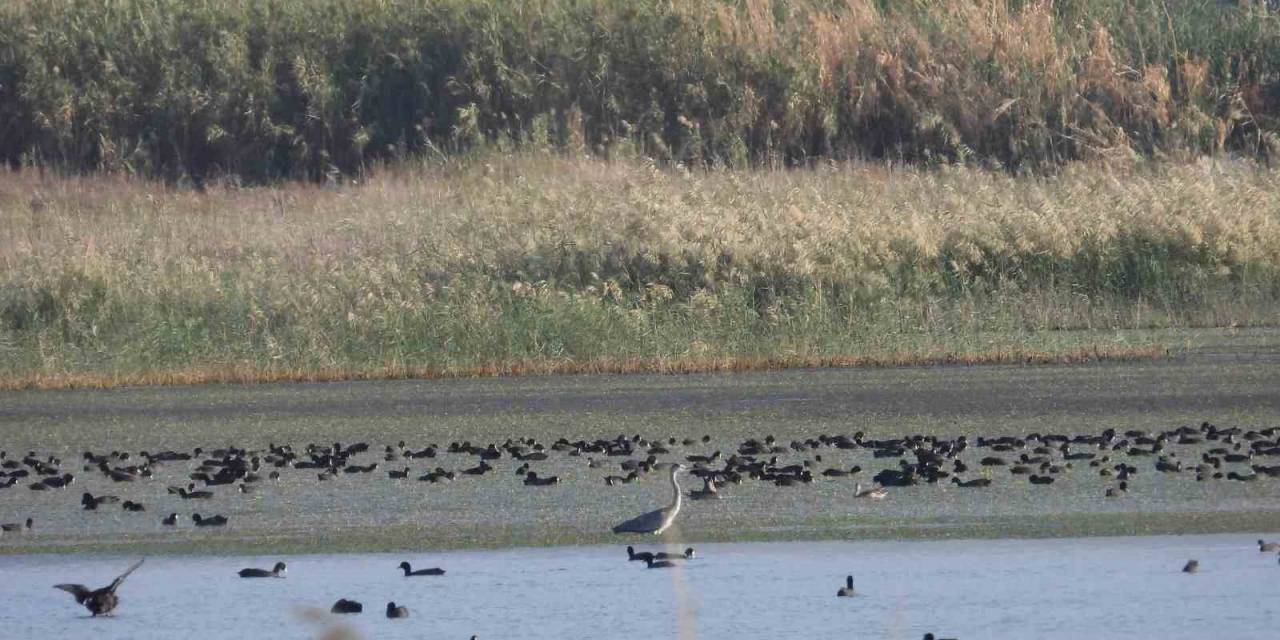 Hatay’da 304 Kuş Türüne Sahip Sulak Alan Moloz Sahasına Döndü