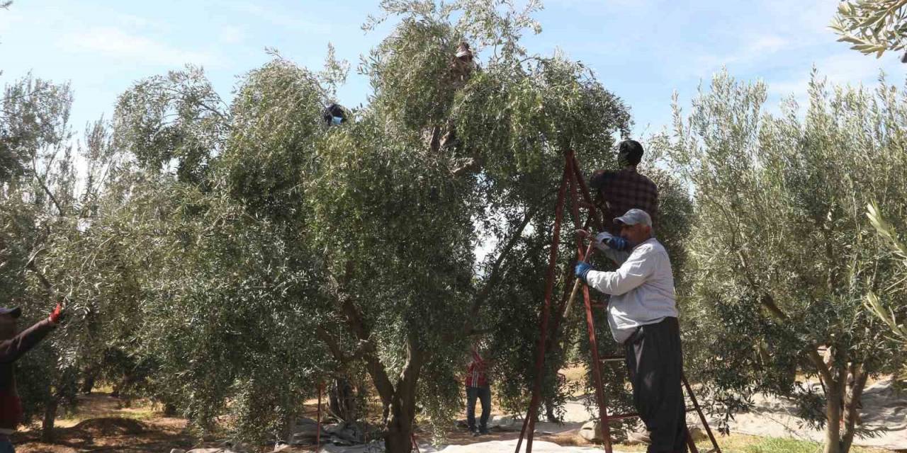 Mersin’de Tüccarların Zeytin Alım Fiyatını Düşürmesine Tepki: Bazı Üreticiler Hasadı Erteledi
