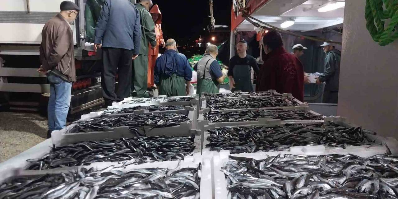 Balıkçıların Yüzü Hamsi İle Güldü