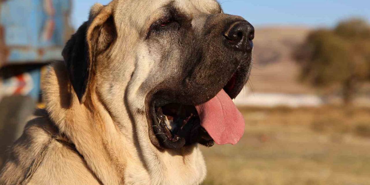 Aksaray Malaklı Köpeği Dünyaya Açıldı