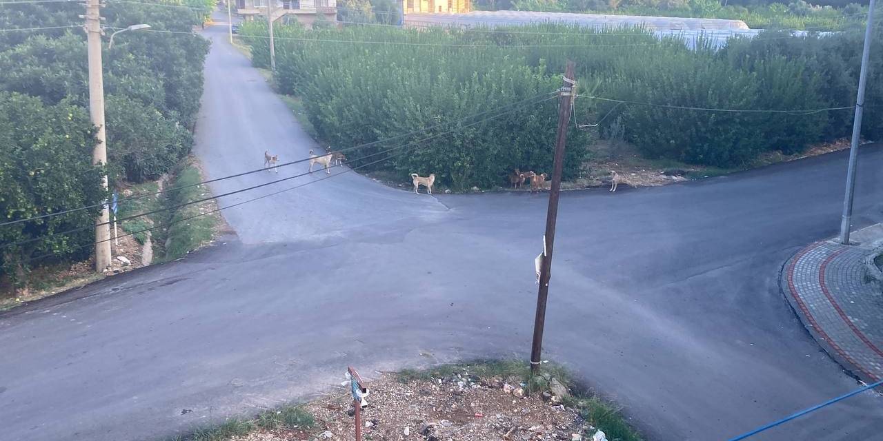 Sokak Köpeğinin Saldırdığı 3 Tekerlekli Motor Böyle Devrildi