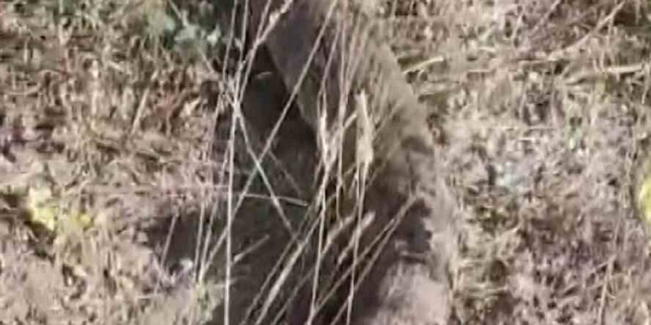 Sivas’ta Görüntülenen Dev Yılan Hayrete Düşürdü