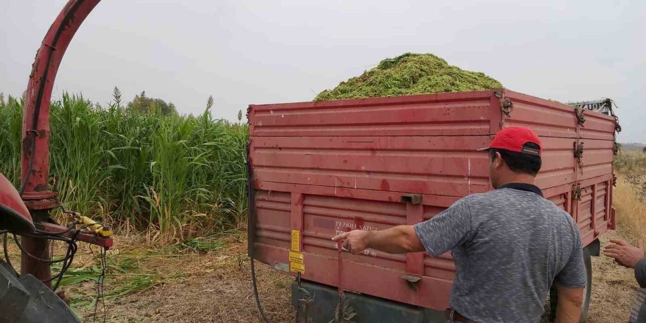 Silajda Hasat Zamanı: 4 Bin 500 Dekar Alanda Silajlık Sorgum Projesi