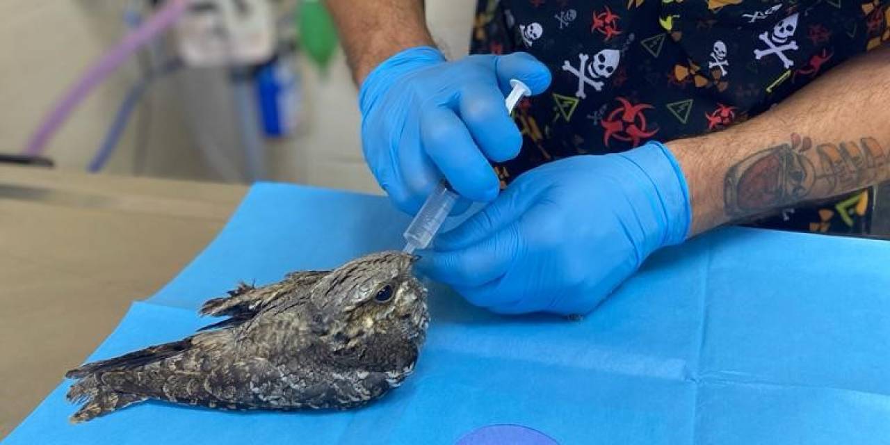 Yalova’da Yaralı Bulunan Çobanaldatan Kuşunun Tedavisi Yapıldı